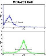 ACTN1 Antibody (aa1-30)