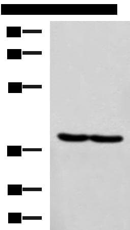 RBM4 / LARK Antibody