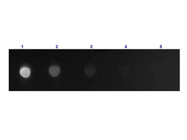 Goat Anti-Mouse IgG Fc Secondary Antibody (FITC)
