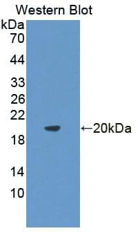 IL-10 Antibody