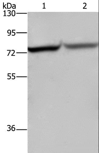 REL / C-Rel Antibody