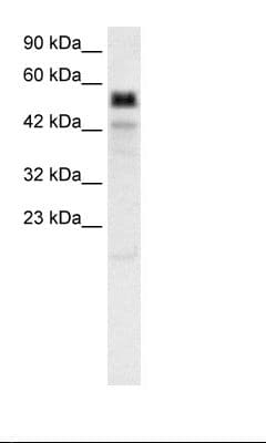 TBX21 / T-bet Antibody (aa338-387)