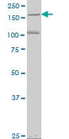 EIF4G3 Antibody (clone 1H5)