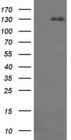 PathPlus™ CD163 Antibody (clone 1B4)