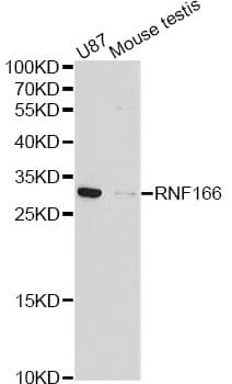 RNF166 Antibody