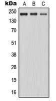 IHC-plus™ MAST205 / MAST2 Antibody (Internal)