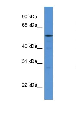HARS Antibody (aa54-103)