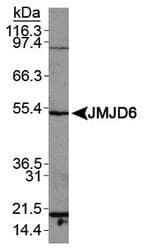 JMJD6 / PSR Antibody (aa150-350)