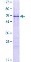 Human DPPA2 Protein (Recombinant GST)