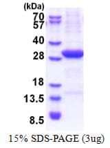 Human VTCN1 / B7-H4 Protein (Recombinant His)