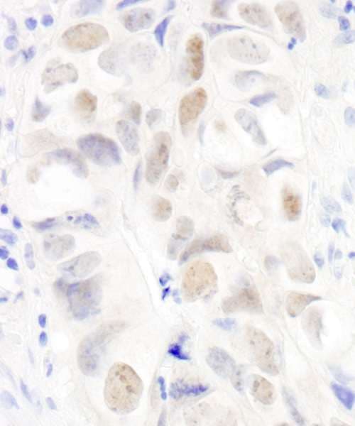 Anillin Antibody (aa1074-1124)