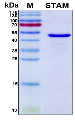 Human STAM1 / STAM Protein (Recombinant 6His, N-terminus)