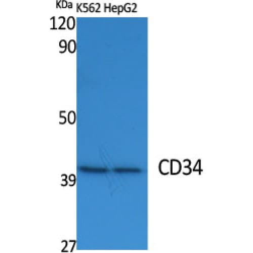 CD34 Antibody (Internal)