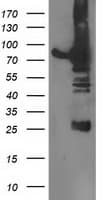 Dipeptidyl Peptidase 3 / DPP3 Antibody (clone OTI 3B5, Carrier-free)