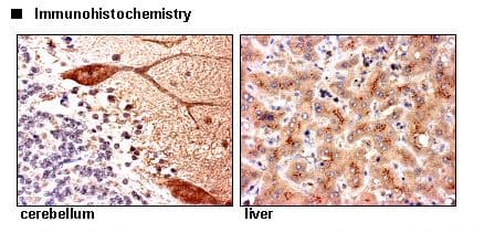 SLC9A7 Antibody