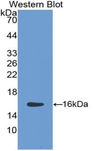 HTRA1 Antibody (aa10-146)