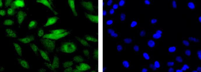 MRE11A / MRE11 Antibody