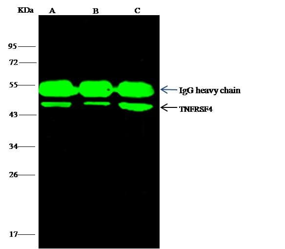 Polyclonal Rabbit anti-Rat TNFRSF4 / CD134 / OX40 Antibody (Preservative Free, WB)