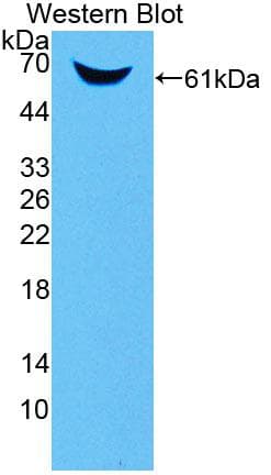 CARP / ANKRD1 Antibody (aa5-279, Biotin)