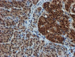 PSMA6 Antibody (clone OTI5H3)