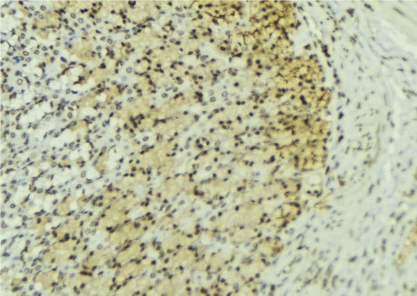 SNRPE Antibody
