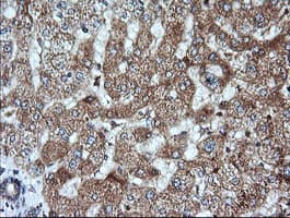 KLK8 / Kallikrein 8 Antibody (clone OTI3C10)