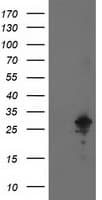 AK4 / Adenylate Kinase 4 Antibody (clone OTI3B1, Carrier-free)