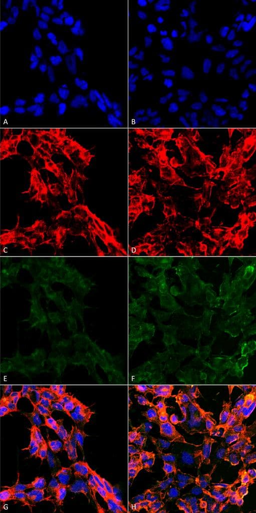 7-Ketocholesterol Antibody (clone 3F7, PerCP)
