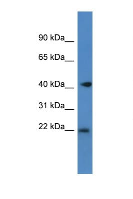 Polyclonal Rabbit anti-Mouse PA2G4 / EBP1 Antibody (C-Terminus, WB)
