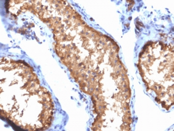 VCL / Vinculin Antibody (clone VCL/2572, Azide-free, BSA-free)