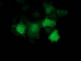 TP53 / p53 Antibody (clone OTI1D1)
