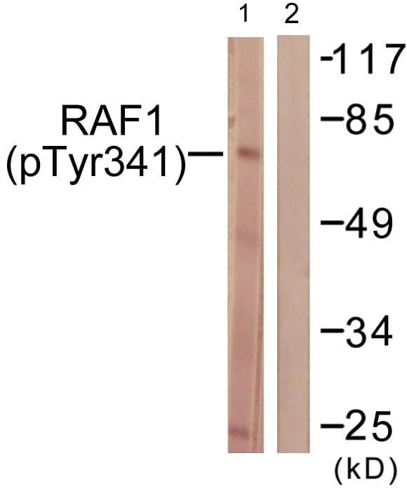 RAF1 / RAF Antibody (phospho-Tyr341)
