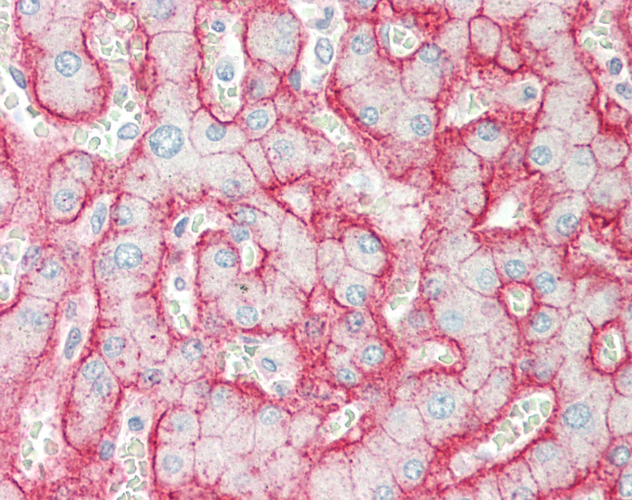 ATP1B1 Antibody (aa63-112)