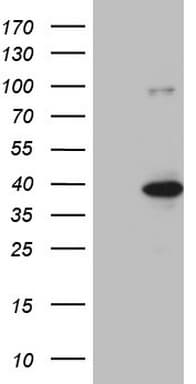 BTEB / KLF9 Antibody (clone OTI8A11, Carrier-free)