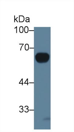 IL20RA Antibody (aa273-543, PE)