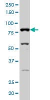 Monoclonal Mouse anti-Human AKAP17A / 721P Antibody (clone 2G8, IF, WB)