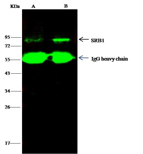 SCARB1 / SR-BI Antibody (Preservative Free)