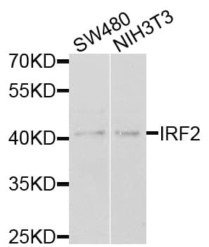 IRF2 Antibody