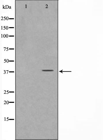 FKBPL Antibody