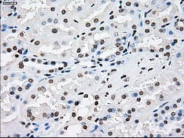 XRCC4 Antibody (clone OTI4H9)