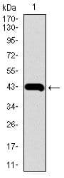 MMP2 Antibody (Amino Acid: 242-396, clone 4D1E2)