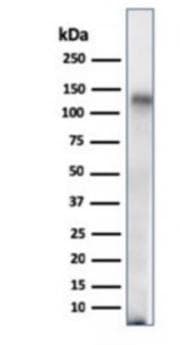 IHC-plus™ CD68 Antibody (clone C68/684, Azide-free, BSA-free)