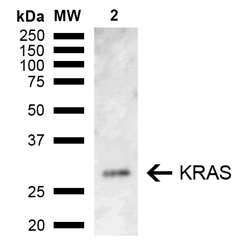KRAS Antibody (FITC)