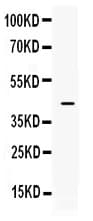 ITLN1 / Omentin Antibody