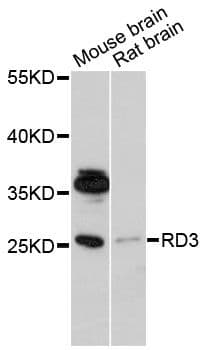RD3 Antibody