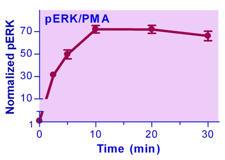 ERK Phosphorylation Assay Kit (Fluorometric)