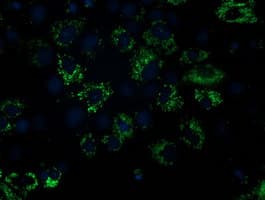 NDUFA7 Antibody (clone OTI2G4, Carrier-free)