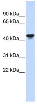 HIF1AN Antibody (C-Terminus)