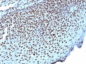Histone Antibody (clone AE-4)
