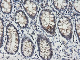 MRPS34 Antibody (clone OTI4E8, Carrier-free)